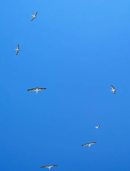 Pelicanos Brancos Asas Abertas Voando Céu Azul — Fotografia de Stock