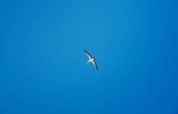 Único Pelicano Branco Asas Abertas Voando Céu Azul Isolado — Fotografia de Stock