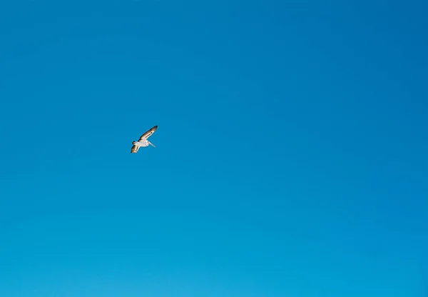 Único Pelicano Branco Asas Abertas Voando Céu Azul Isolado — Fotografia de Stock