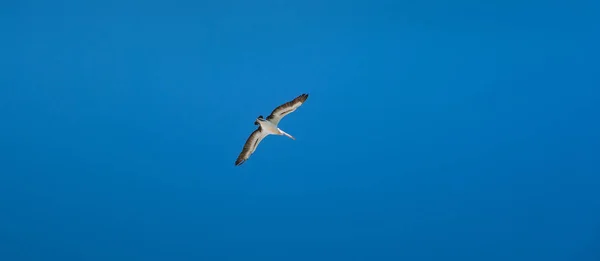 Único Pelicano Branco Asas Abertas Voando Céu Azul Isolado — Fotografia de Stock