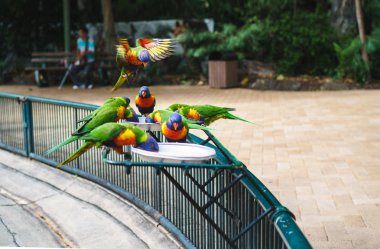 Currumbin Vahşi Yaşam Sığınağı 'nda Gökkuşağı Lorikeet' lerini besliyor. Bu güzel renkli kuşlar Avustralasyalı papağan türüdür..