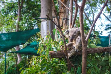 Beautiful close-up of a cute koala bear sitting on an eucalyptus tree. Wild life animal in nature. Queensland, Australia. clipart