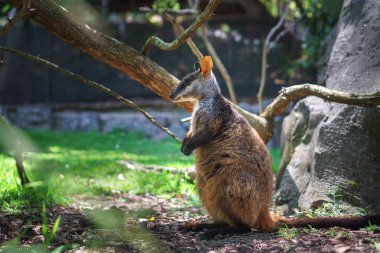 Şirin vallaby kangurusu, Currumbin Vahşi Yaşam Sığınağı, Altın Sahil, Queensland, Avustralya 'daki parkta güneşin altında duruyor..