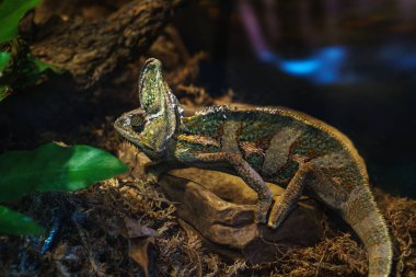 Queensland, Avustralya 'daki Currumbin Sığınağı' nda büyük bir bukalemun.. 