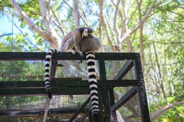 Güneşli bir günde çitin üzerinde oturan bir çift şirin lemuru Currumbin Sığınağı 'nda, Gold Coast, Avustralya' da. Madagaskar 'dan gelen su götürmez bir hayvan. Dünyada nesli tükenmekte olan en büyük memeli grubu..
