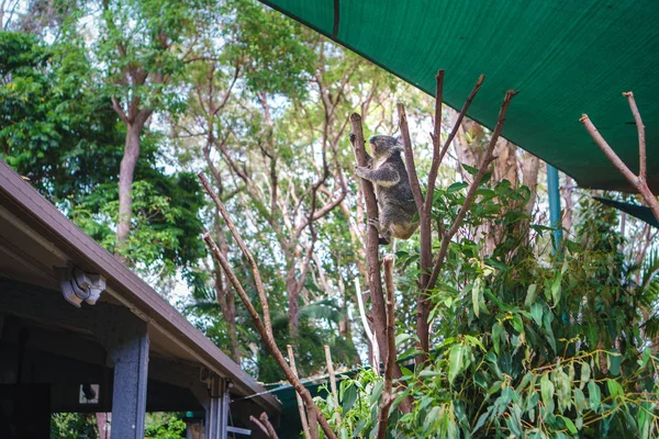 Beau Gros Plan Joli Koala Assis Sur Eucalyptus Animaux Sauvages — Photo