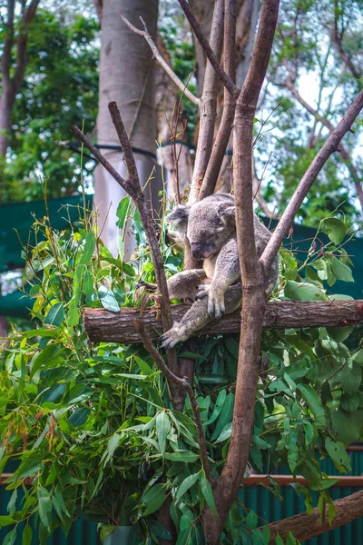 Okaliptüs ağacında oturan sevimli bir koalanın güzel yakın çekimi. Doğadaki vahşi hayvan. Queensland, Avustralya.