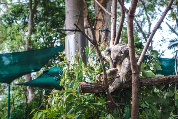 Beau Gros Plan Joli Koala Assis Sur Eucalyptus Animaux Sauvages — Photo