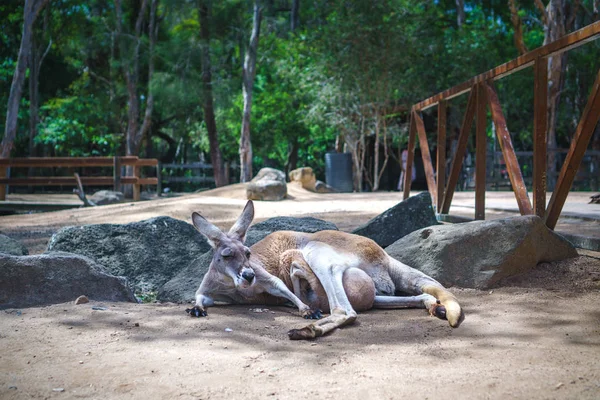 Grupo Cangurus Bonitos Deitados Chão Santuário Vida Selvagem Corrente Uma — Fotografia de Stock