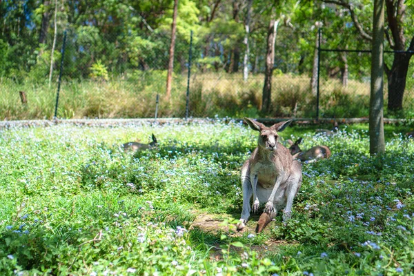 Canguru Bonito Deitado Sol Uma Grama Verde Exuberante Santuário Vida — Fotografia de Stock