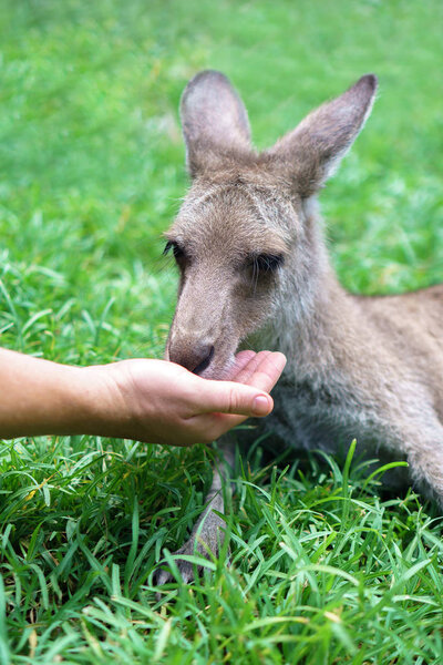 A hand feeding cute kangaroo laying on a lush green grass in Currumbin Wildlife Sanctuary on a Gold Coast, Queensland, Australia. 