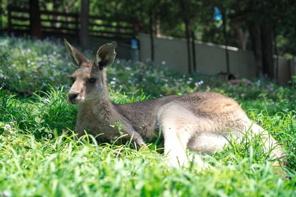 Cute kangaroo laying in the sun on a lush green grass in Currumbin Wildlife Sanctuary on a Gold Coast, Queensland, Australia.