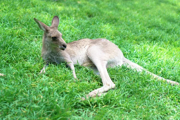 Grazioso Canguro Sdraiato Sole Una Lussureggiante Erba Verde Nel Currumbin — Foto Stock