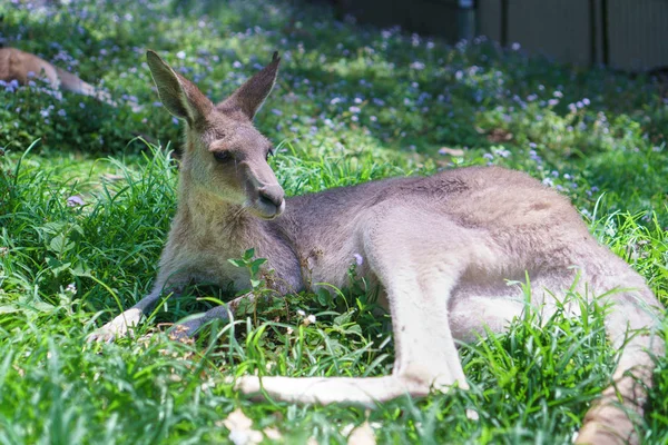 Grazioso Canguro Sdraiato Sole Una Lussureggiante Erba Verde Nel Currumbin — Foto Stock