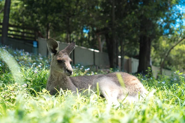 Canguru Bonito Deitado Sol Uma Grama Verde Exuberante Santuário Vida — Fotografia de Stock