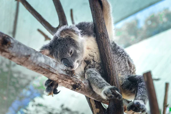 Belo Close Urso Coala Bonito Sentado Uma Árvore Eucalipto Vida — Fotografia de Stock