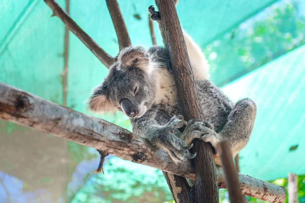 Beautiful close-up of a cute koala bear sitting on an eucalyptus tree. Wild life animal in nature. Queensland, Australia.