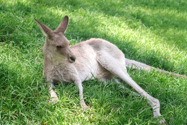 Cute kangaroo laying in the sun on a lush green grass in Currumbin Wildlife Sanctuary on a Gold Coast, Queensland, Australia.