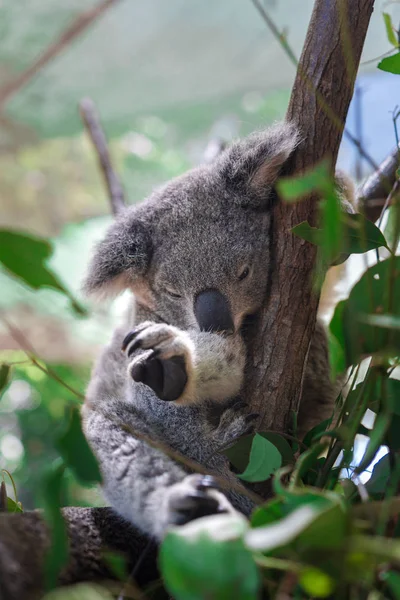 Beautiful close-up of a cute koala bear sitting on an eucalyptus tree. Wild life animal in nature. Queensland, Australia.