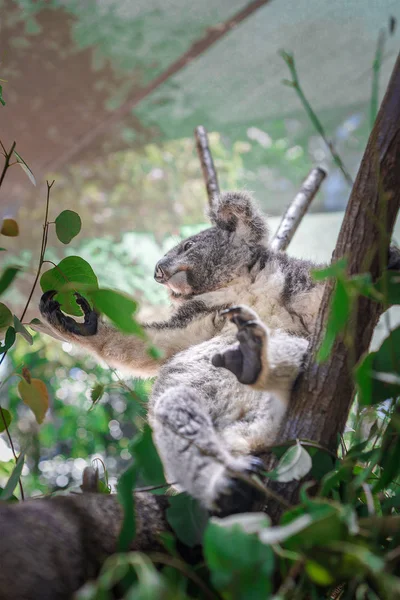 Schöne Nahaufnahme Eines Niedlichen Koalabären Der Auf Einem Eukalyptusbaum Sitzt — Stockfoto