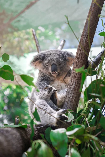 Piękne Zbliżenie Uroczego Misia Koala Siedzącego Drzewie Eukaliptusowym Dzikie Zwierzęta — Zdjęcie stockowe