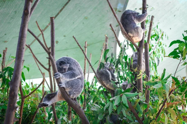 Prachtige Close Van Een Schattige Koala Beer Zittend Een Eucalyptus — Stockfoto