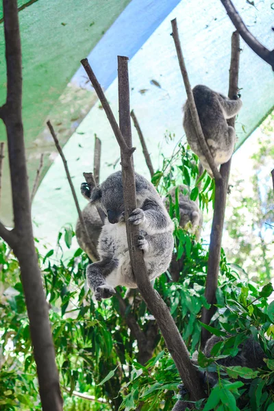 Beau Gros Plan Joli Koala Assis Sur Eucalyptus Animaux Sauvages — Photo