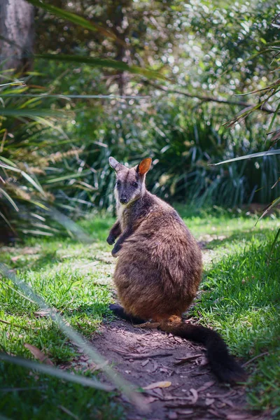 Canguru Wallaby Bonito Está Sol Caminho Parque Santuário Vida Selvagem — Fotografia de Stock
