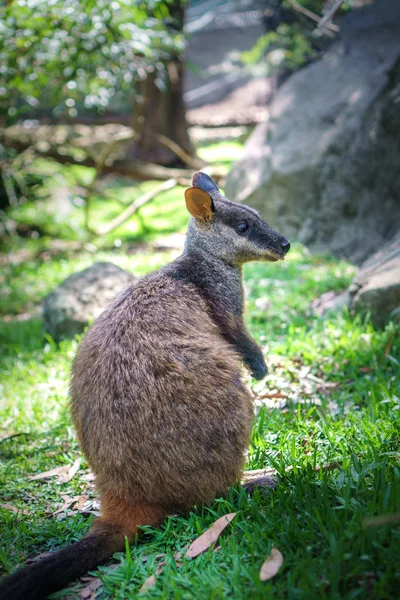 Leuke Wallaby Kangoeroe Staat Zon Het Pad Het Park Bij — Stockfoto
