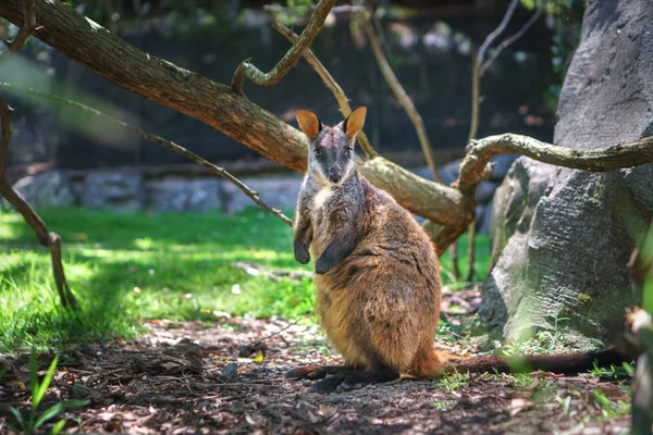 Leuke Wallaby Kangoeroe Staat Zon Het Pad Het Park Bij — Stockfoto