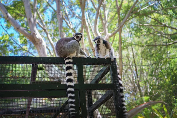 Par Lindos Lémures Sentados Una Cerca Día Soleado Currumbin Sanctuary — Foto de Stock