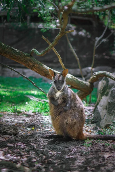 Lindo Canguro Wallaby Está Pie Sol Camino Parque Currumbin Wildlife — Foto de Stock
