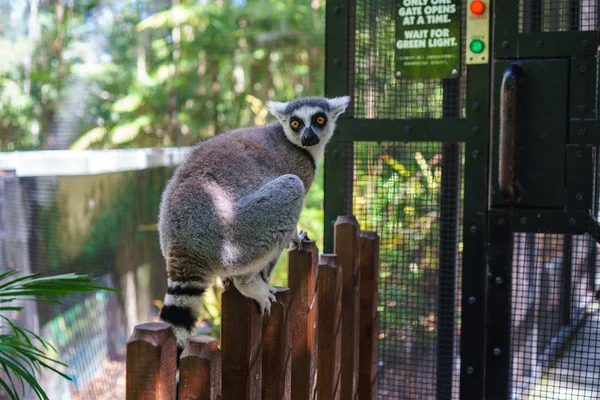 Güneşli bir günde çitin üzerinde oturan şirin bir lemur Currumbin Sığınağı, Altın Sahil, Avustralya 'da. Madagaskar 'dan gelen su götürmez bir hayvan. Dünyada nesli tükenmekte olan en büyük memeli grubu..