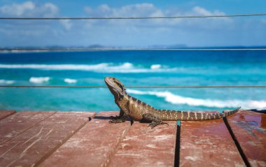 Şirin Avustralya su ejderhası ahşap köprüde oturuyor güzel okyanus zeminine karşı. 