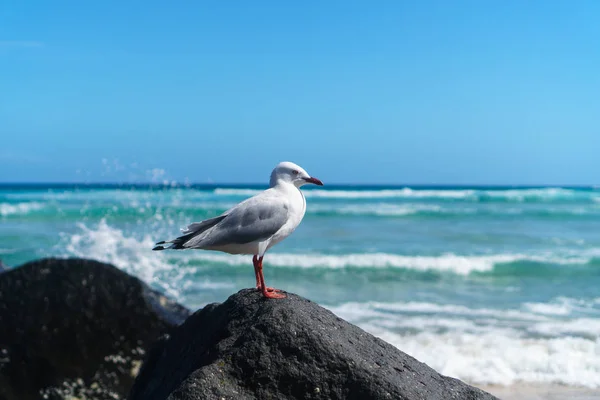 Sahildeki kayada oturan martı. Güzel okyanus dalgaları ve arka planda Altın Sahil silueti olan Queensland, Avustralya. Geniş panoramik manzara. 