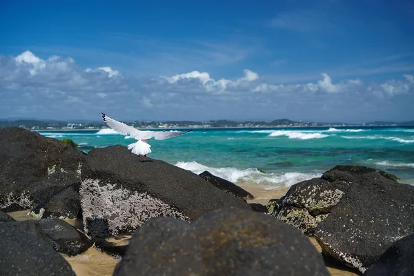 Чайка Сидить Скелі Пляжі Красивими Хвилями Океану Горизонтом Золотого Берега — стокове фото