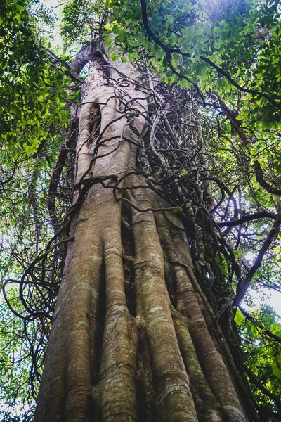 Grande Albero Alto Con Strane Radici Che Avvolgono Nel Tamborine — Foto Stock