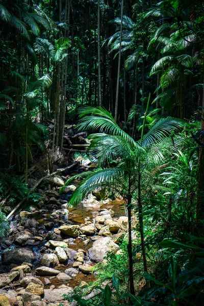 Caminata Encantadora Por Bosque Húmedo Eucaliptos Debajo Las Impresionantes Encías — Foto de Stock