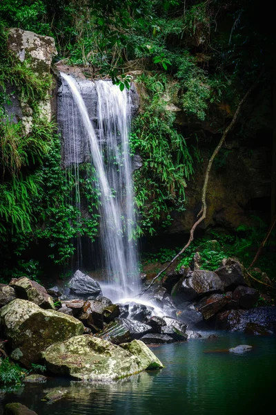 Tamborine Ulusal Parkı 'nın içinde, Queensland, Avustralya' da yemyeşil bir yağmur ormanında yer alan Curtis Falls Manzarası.. 