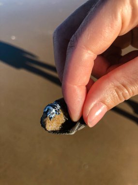 Mavi ejder, Mavi Glaucus olarak da bilinir, Avustralya Gold Coast plajında karaya vurmuş deniz sümüklüböceği..