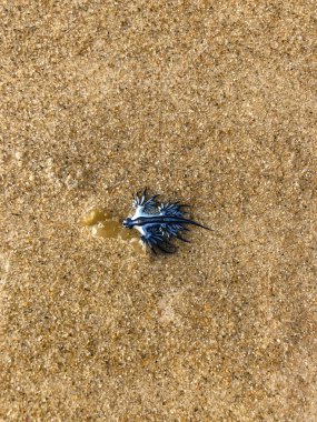 Blue dragon, also known as Blue Glaucus, sea slug washed up on Gold Coast beach, Australia. clipart