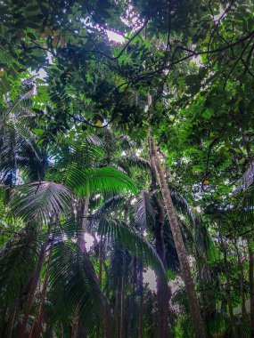 Tamborine Ulusal Parkı 'ndaki yemyeşil yağmur ormanı, Queensland, Avustralya. 