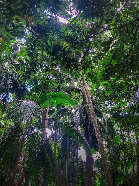 Hutan Hujan Lebat Tamborine National Park Queensland Australia — Stok Foto