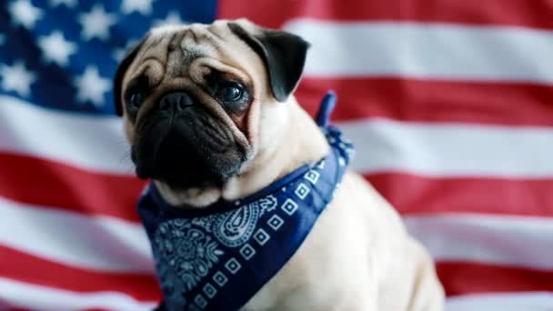 The young pug with american flag — Stock Video