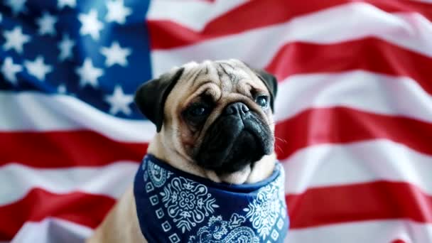 O pug jovem com bandeira americana — Vídeo de Stock