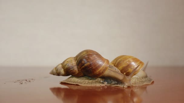 Twee Ahatina Slakken Het Reflecterende Oppervlak — Stockvideo