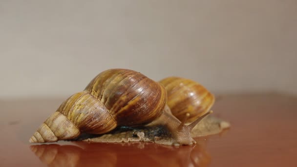 两 ahatina 蜗牛 — 图库视频影像