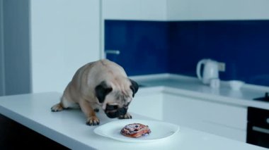 Mutfağa bir çörek ile genç pug