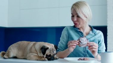 Köpek bir topuz ile alay sahibi