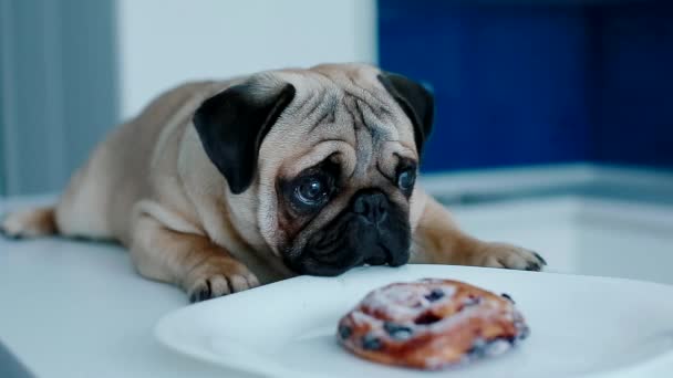 Pug joven con un bollo en la cocina — Vídeos de Stock